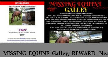MISSING EQUINE Galley, REWARD  Near Port Allegany, PA, 16749